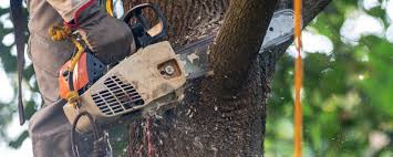 Best Tree Maintenance Programs  in Smithfield, NC