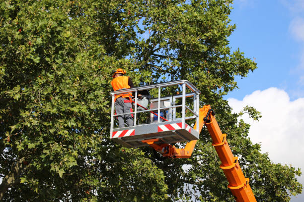 Best Tree Removal  in Smithfield, NC