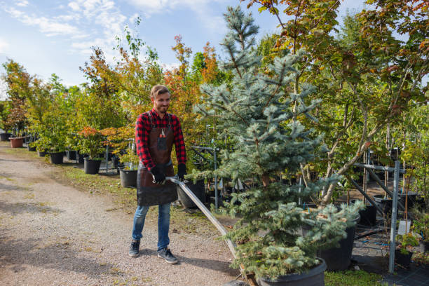 How Our Tree Care Process Works  in  Smithfield, NC